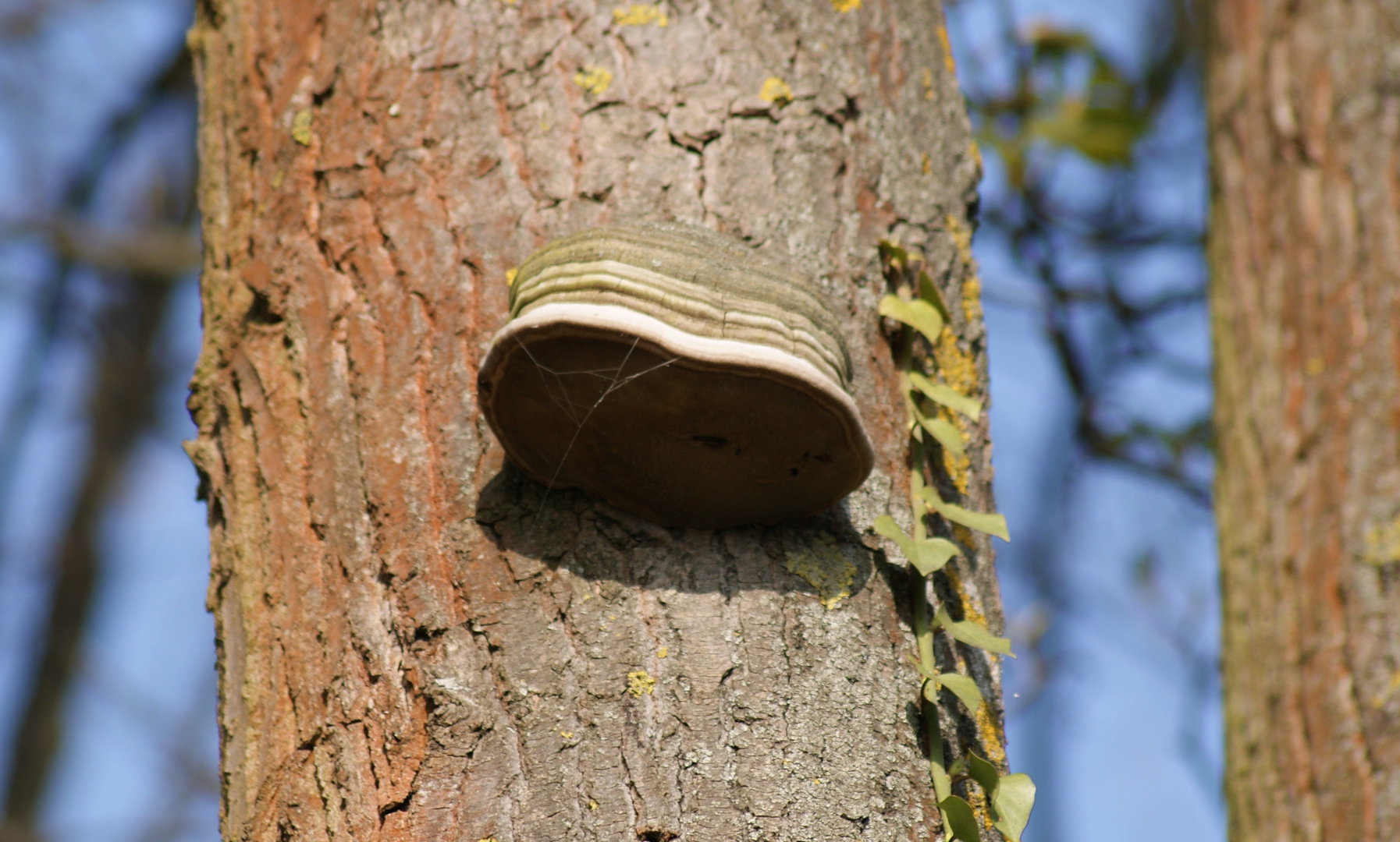 sur un tronc d'arbre .