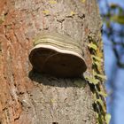 sur un tronc d'arbre .