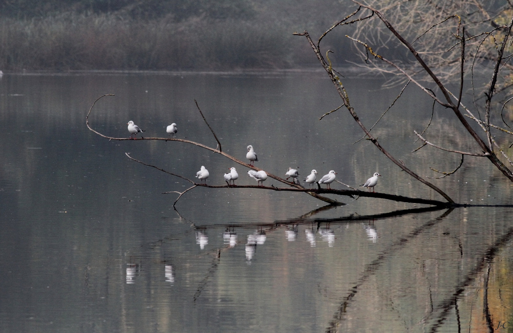 " Sur une branche "