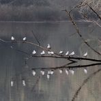 " Sur une branche "