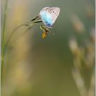 sur une brindille perché