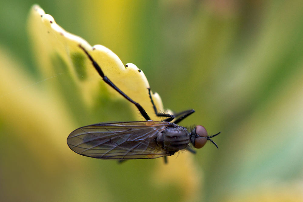 Sur une feuille