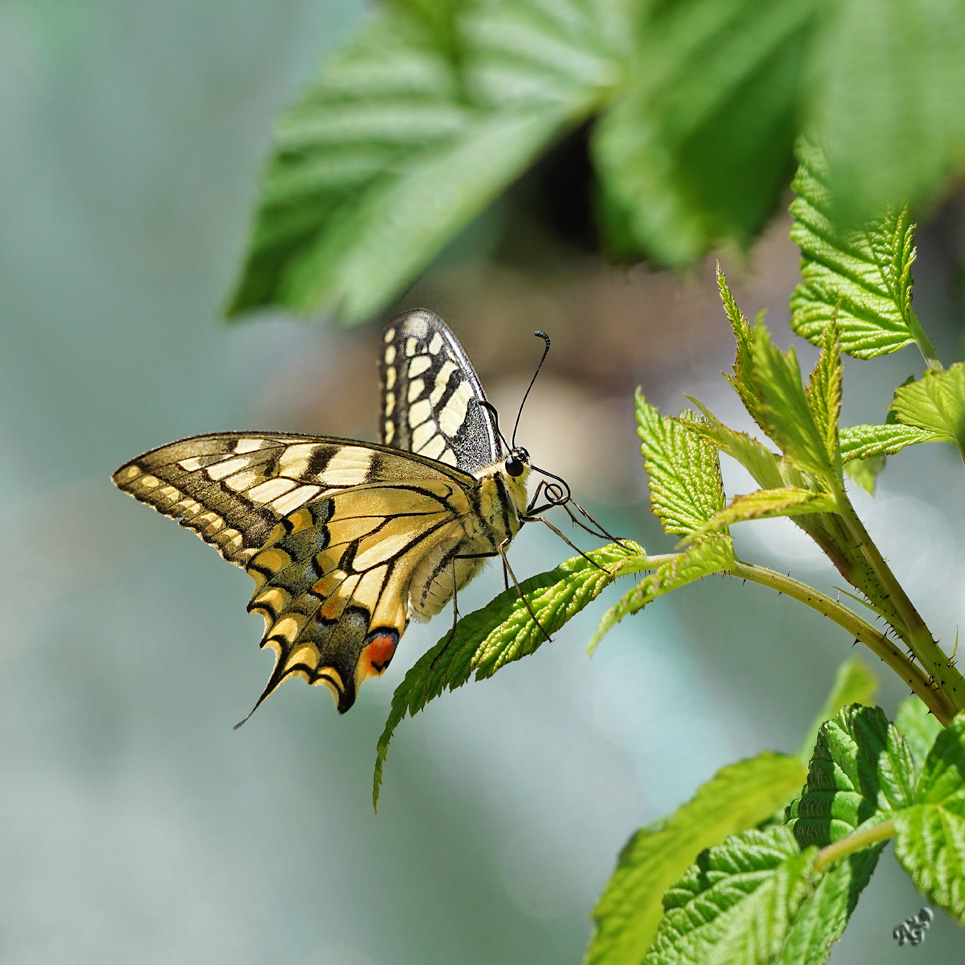 Sur une feuille de framboisier .....