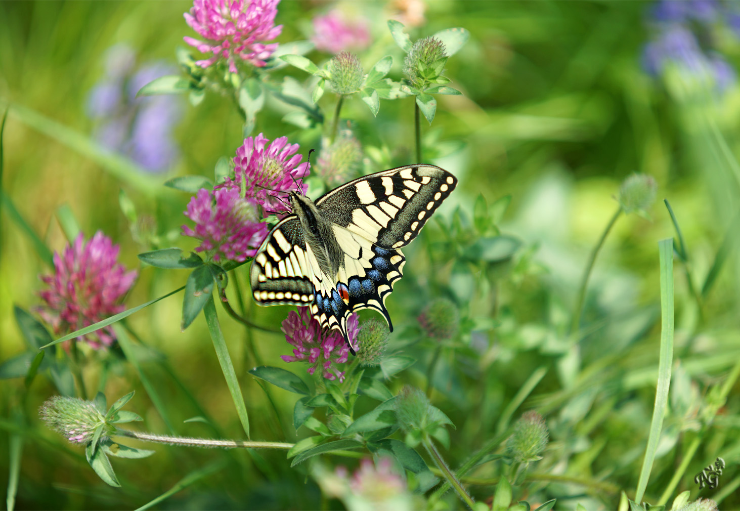 Sur une fleur de trèfle... le machaon