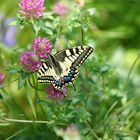 Sur une fleur de trèfle... le machaon