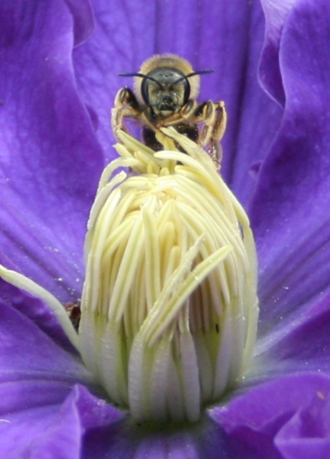 Sur une fleur d’hibiscus