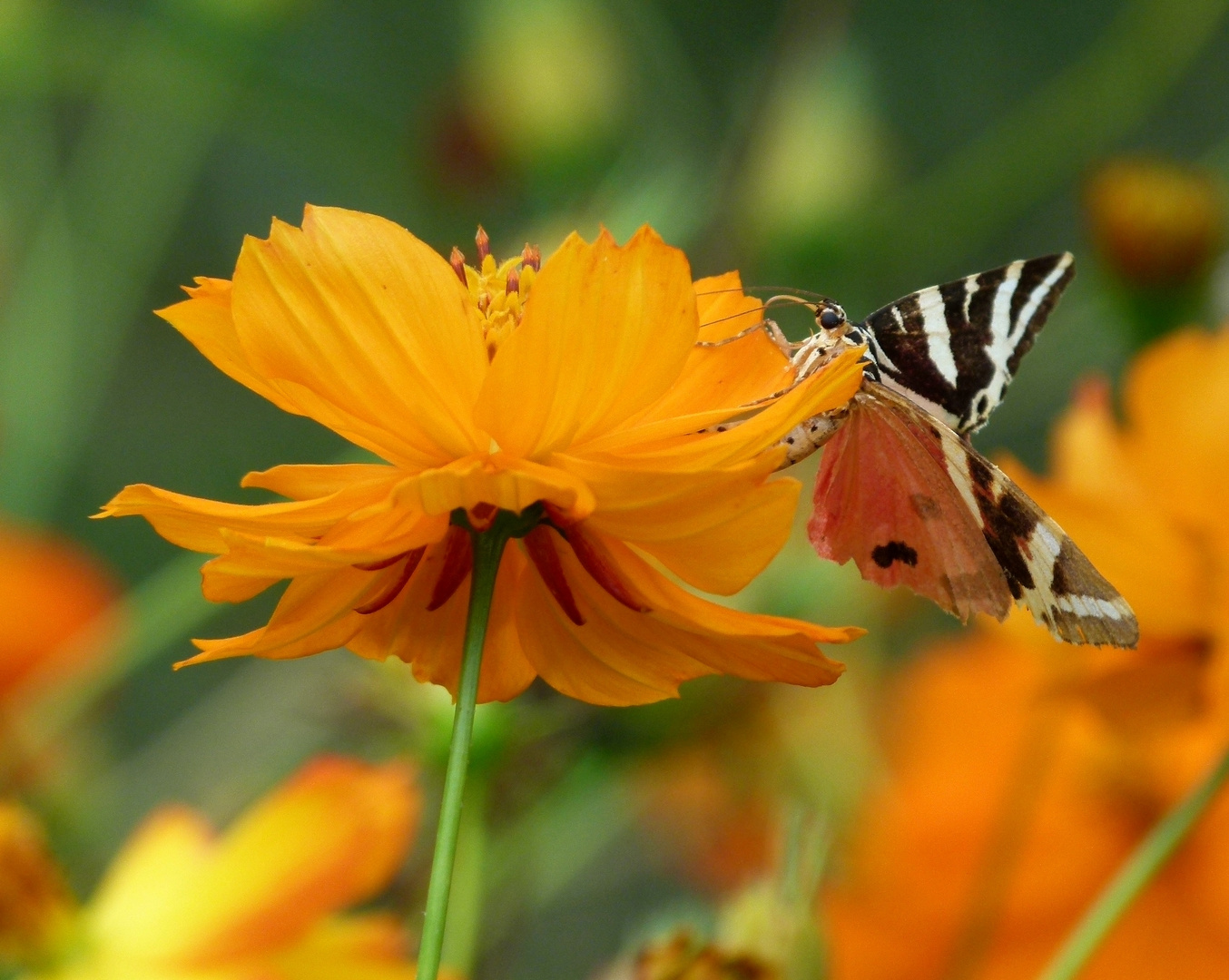 * sur une fleur *