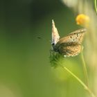 Sur une fleur perché