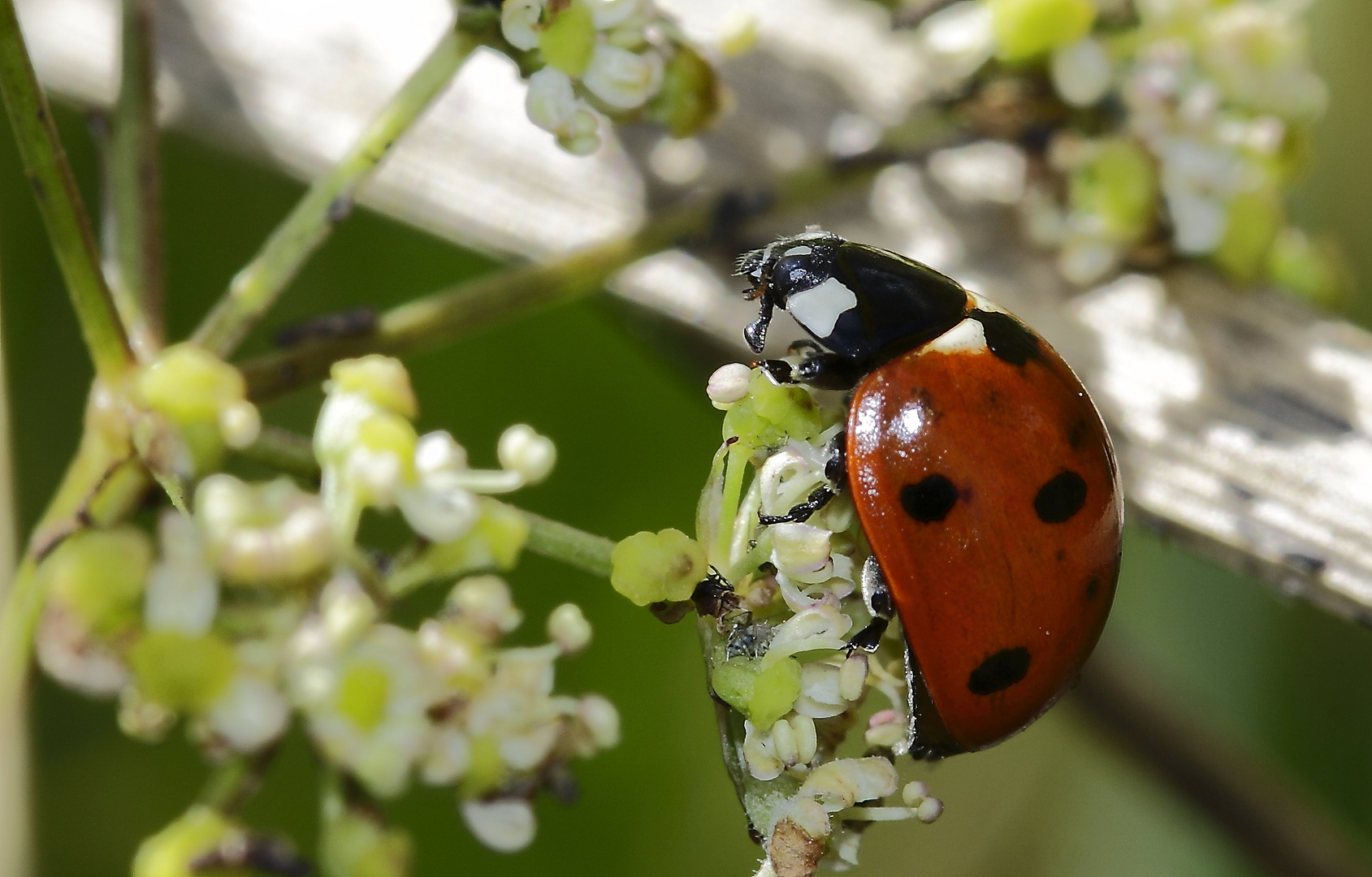 Sur une fleur perchée...