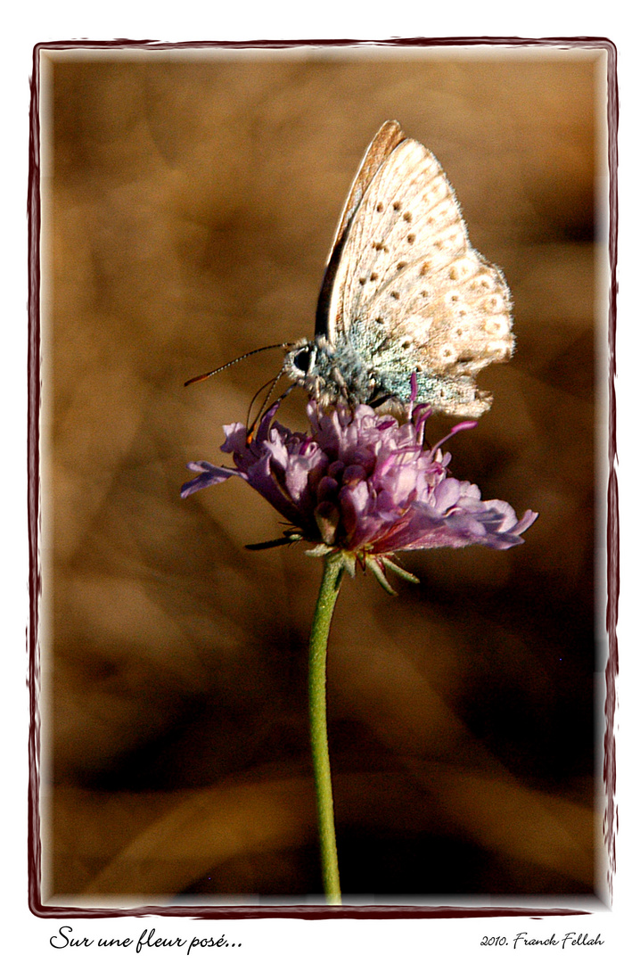 Sur une fleur posé...