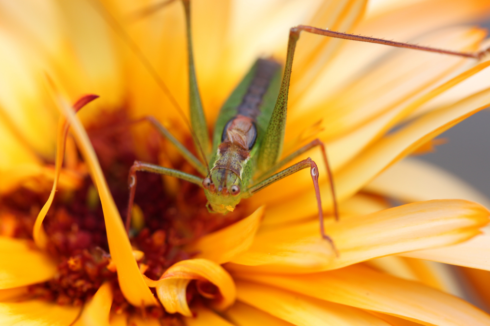 Sur une fleur, que du bonheur...