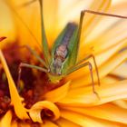 Sur une fleur, que du bonheur...