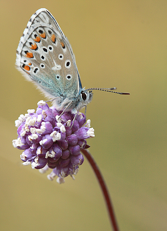 Sur une knautia perché