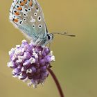 Sur une knautia perché