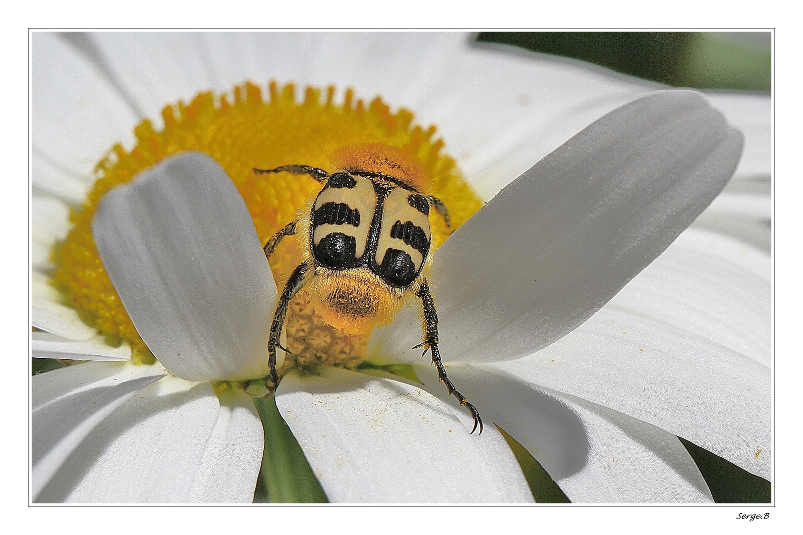 Sur une marguerite