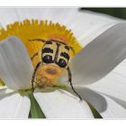 Sur une marguerite