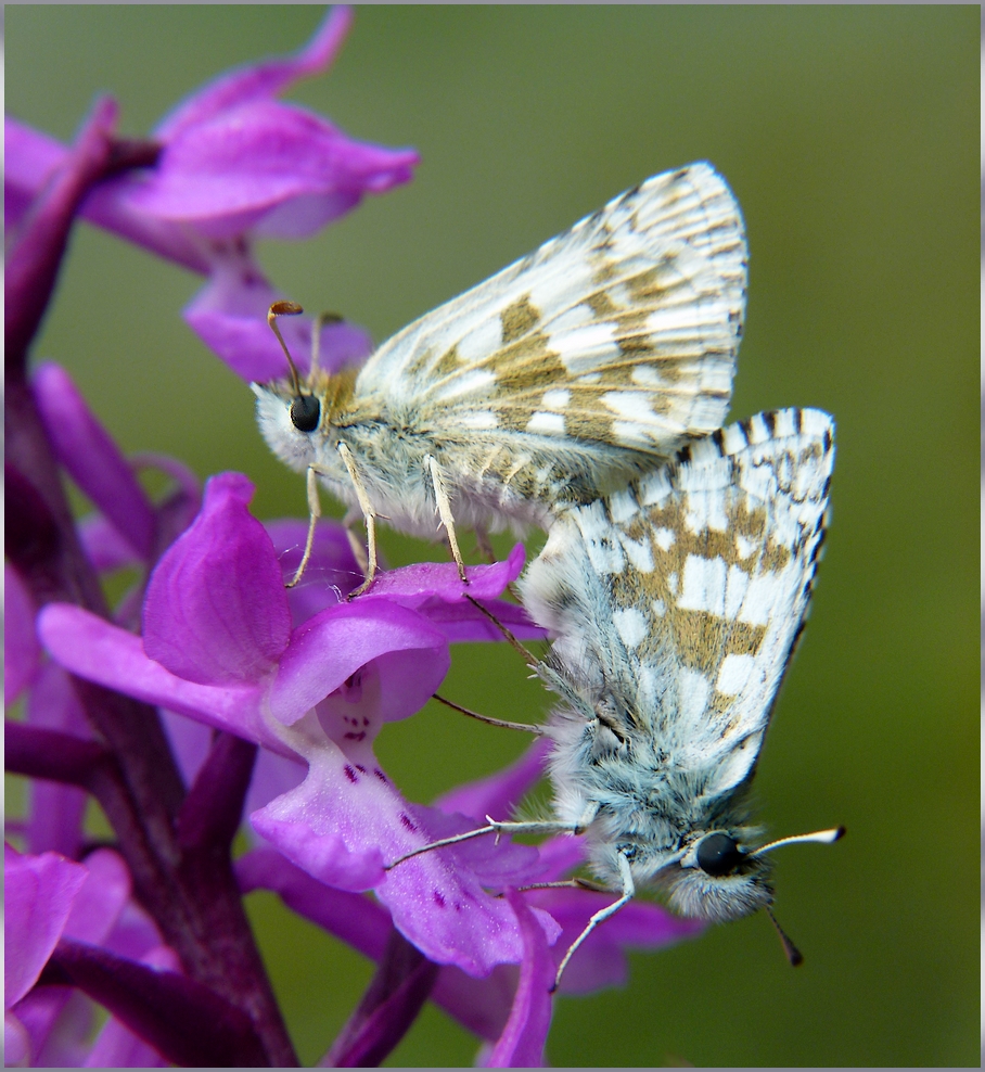 * sur une orchidée *