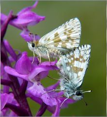 * sur une orchidée *