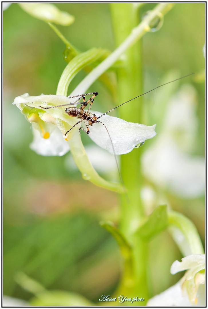 sur une orchidée perchée