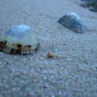 sur une plage bretonne