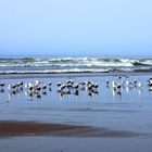 ) Sur une plage près de Sidi Ifni - Agora - An einem Strand in der Nähe von Sidi Ifni