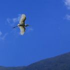 Surcando el cielo de Caracas