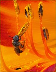 Surcharge de pollen