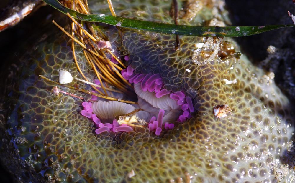 Surf anemone in Schooner´s Cove, Tofino