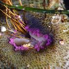 Surf anemone in Schooner´s Cove, Tofino