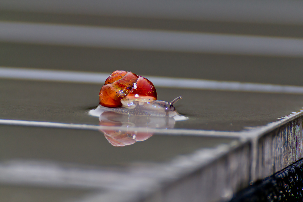 Surf Schnecke im Spiegel