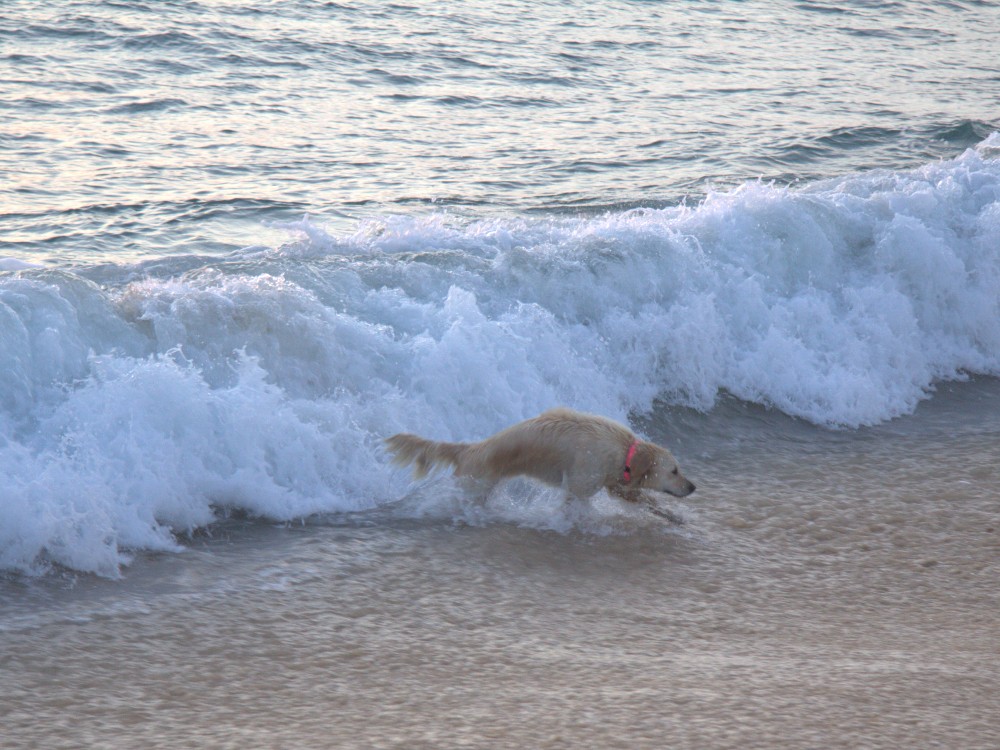 Surf vs Dog