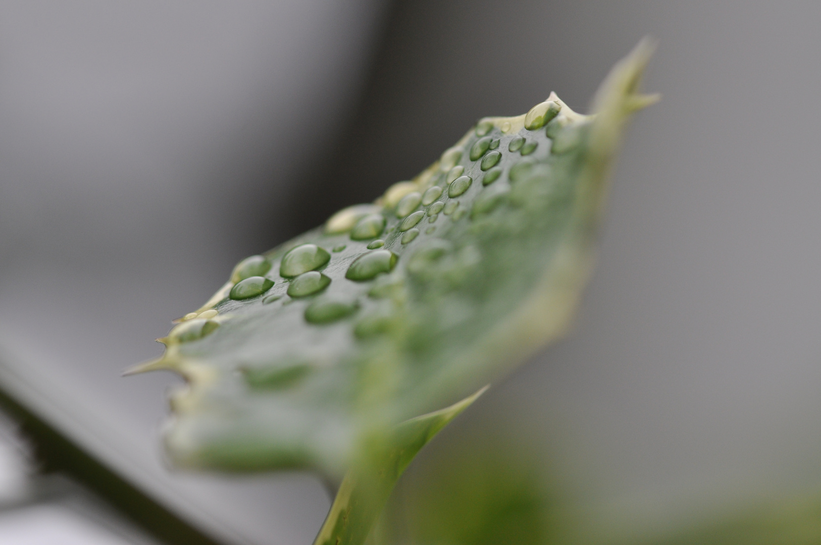 surface tension Oberflächenspannung Foto & Bild naturkreativ