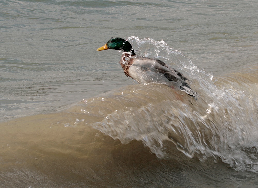 Surfen am Ammersee