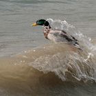 Surfen am Ammersee