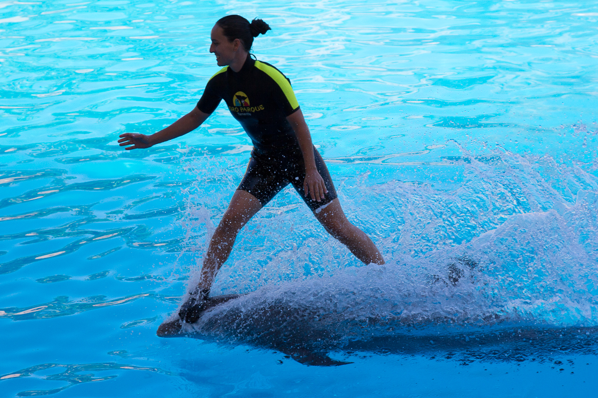 Surfen ... auf dem Delphin