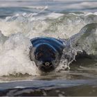 Surfen auf Helgoland