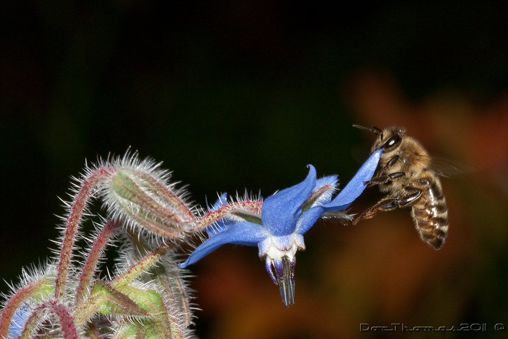 Surfen für Bienen