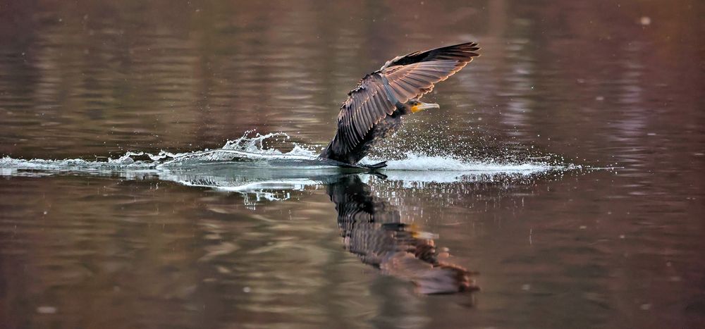 SURFEN IN STUTTGART