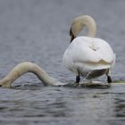 Surfen ist endlich olympisch!