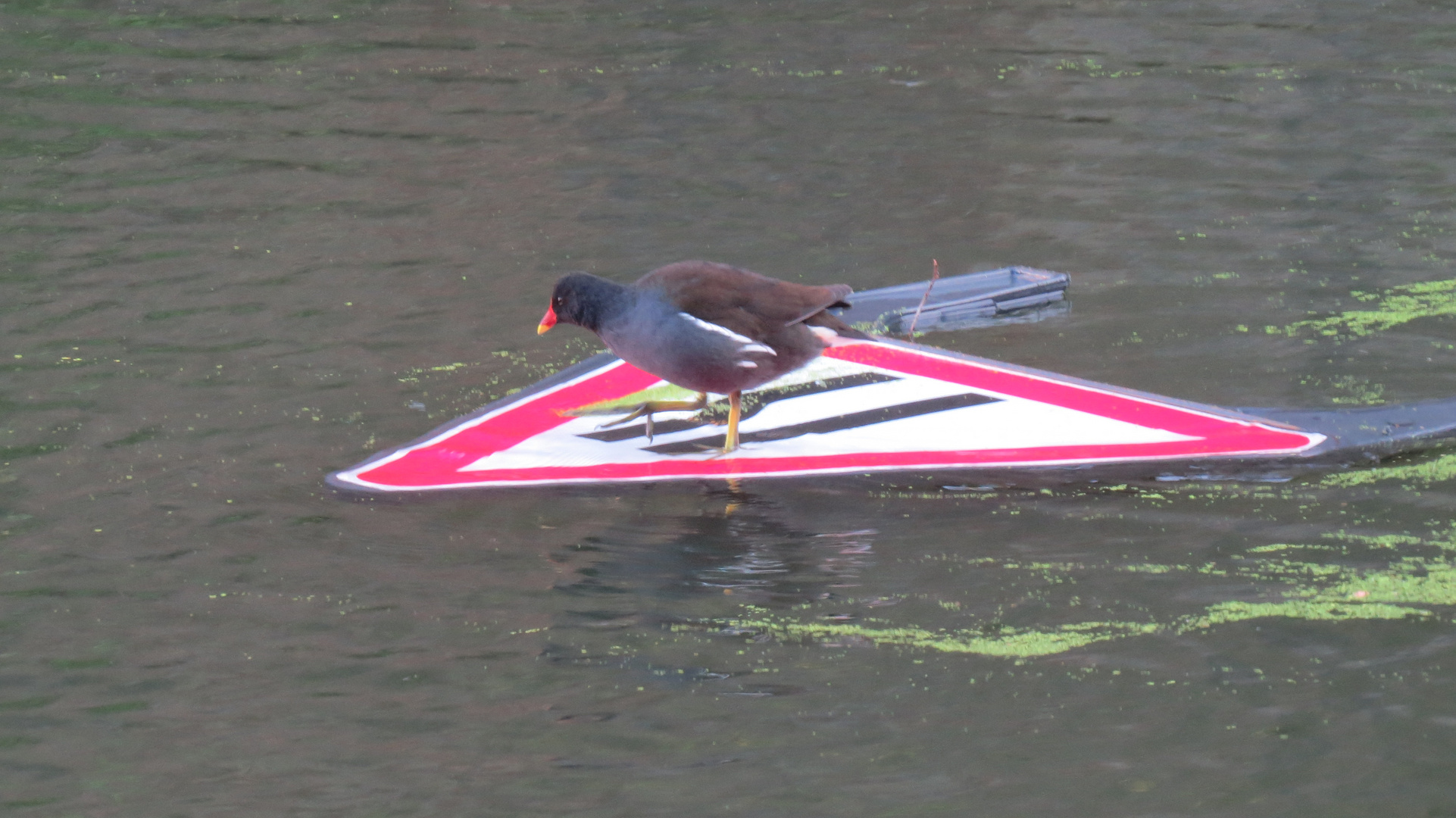 Surfender Wasservogel auf dem Regentskanal in London