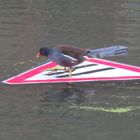 Surfender Wasservogel auf dem Regentskanal in London