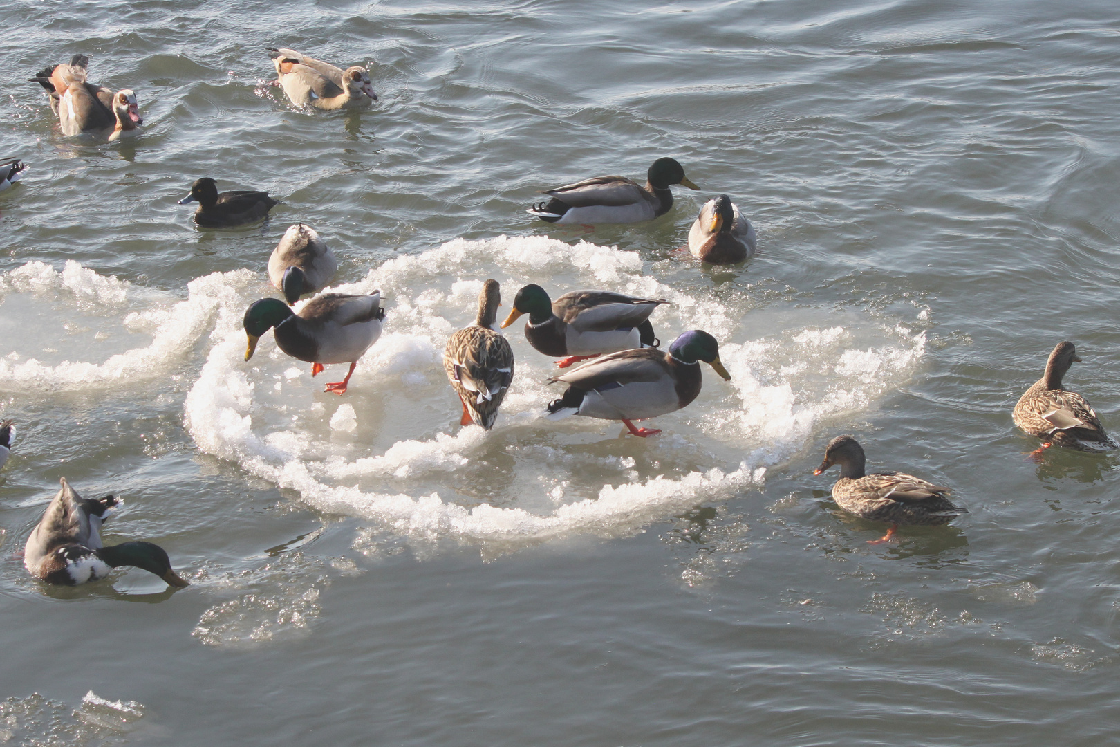 Surfer auf der Weser