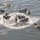 Surfer auf der Weser