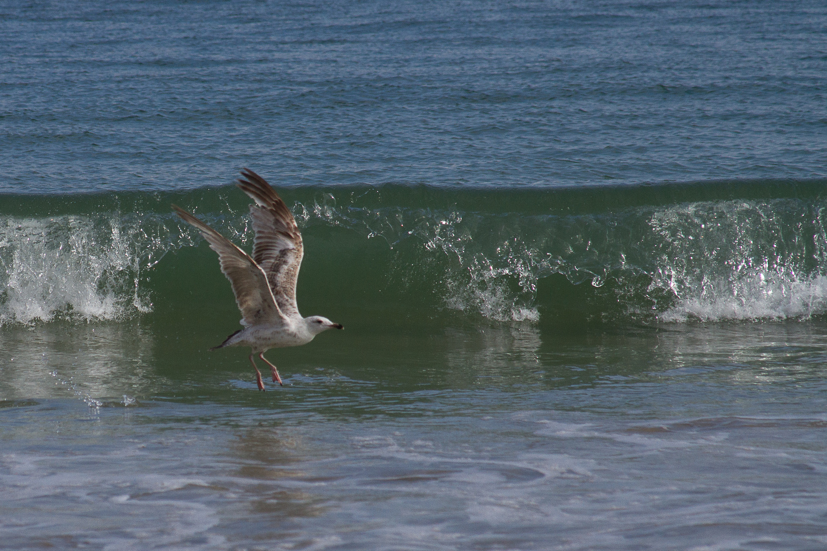 Surfer avec la vague ......