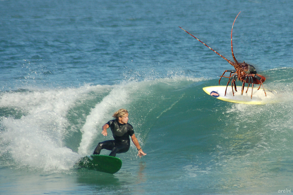 Surfer Langouste