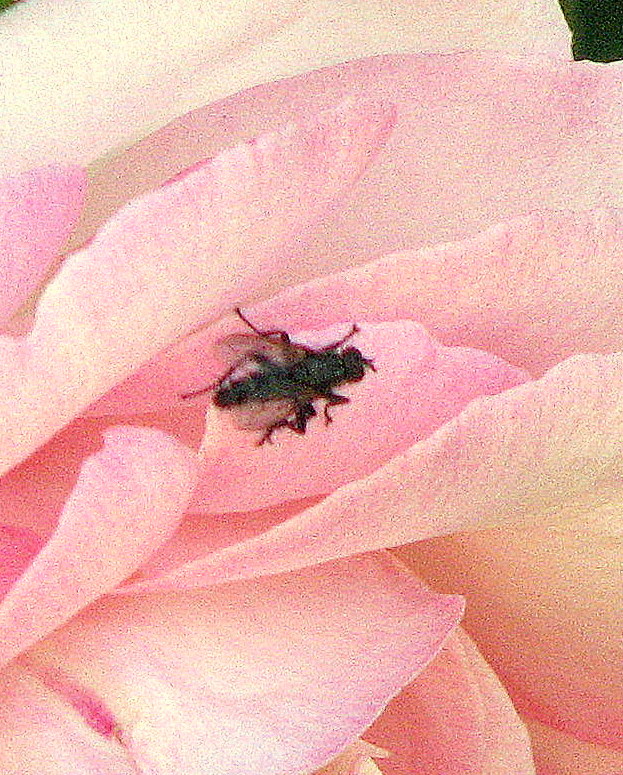 Surfer sur des pétales de rose