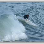 surfer sur la Côte Basque