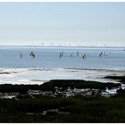 Surfer vor Norderney