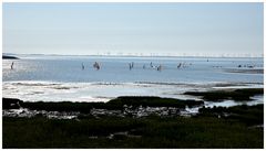 Surfer vor Norderney