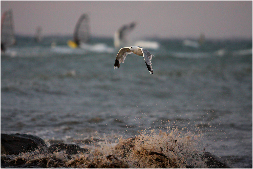 Surfers Paradies